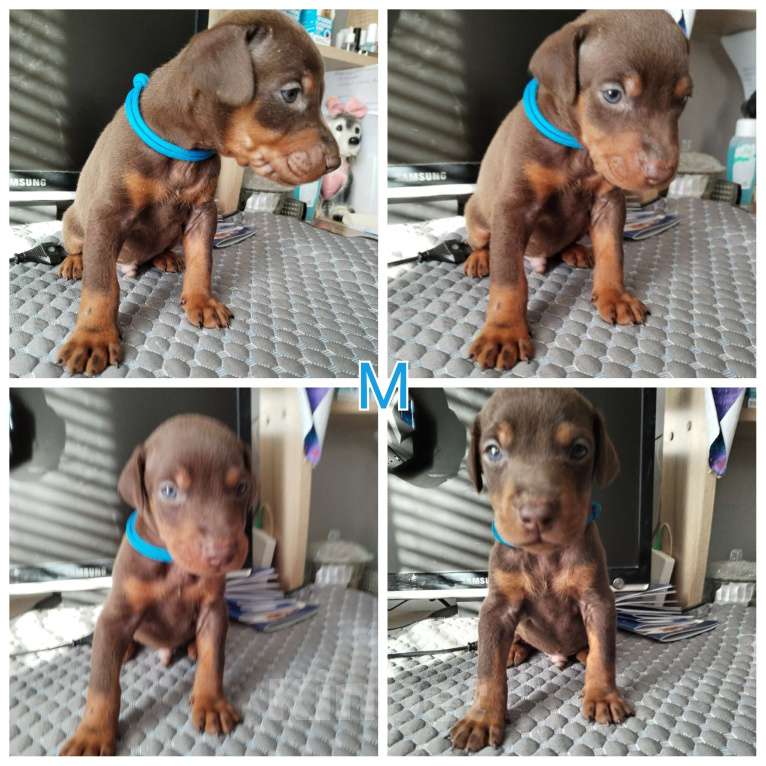 Собаки в Котельнике: Щенки добермана к/п Девочка, 30 000 руб. - фото 3