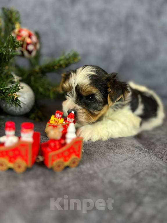 Собаки в Вологде: Щенок бивер терьера Мальчик, 85 000 руб. - фото 5