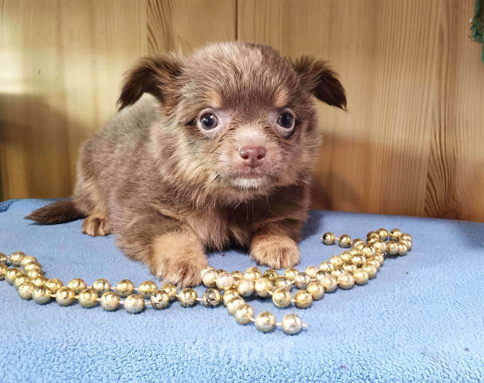 Собаки в других городах Ленинградской области: Лилово-подпалая девочка Девочка, 50 000 руб. - фото 1