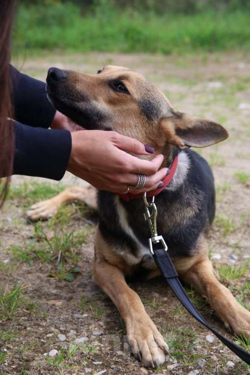 Собаки в Москве: Тиша Девочка, Бесплатно - фото 20