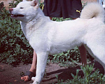 Собаки в Дзержинске: Маленькие и средние щенки., 35 000 руб. - фото 7