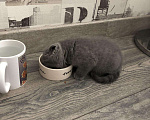 Кошки в Теберде: Шотландский чистокровный котёнок с паспортом девоч, 10 000 руб. - фото 8