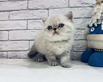 Кошки в Болхове: Супер Экзот Блю-пойнт, 25 000 руб. - фото 1