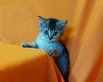 Кошки в Волгограде: Шотландские ласковые котята Девочка, 15 000 руб. - фото 3