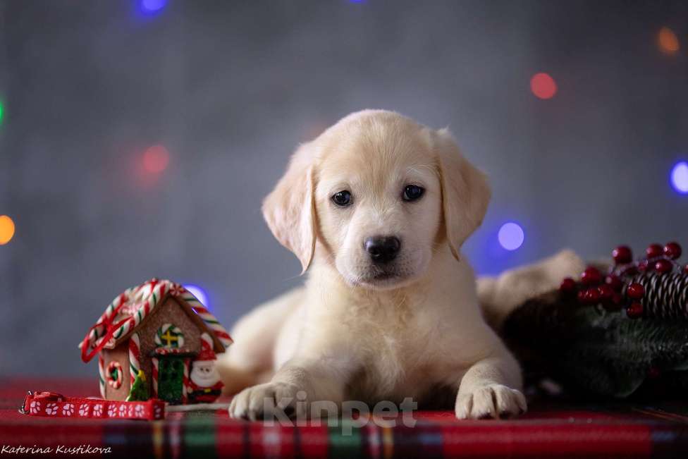 Собаки в Москве: Щенок лабрадора  Девочка, 80 000 руб. - фото 2