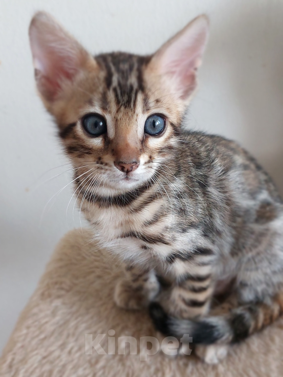 Кошки в Всеволожске: Бенгальский котенок (котик) Девочка, Бесплатно - фото 3