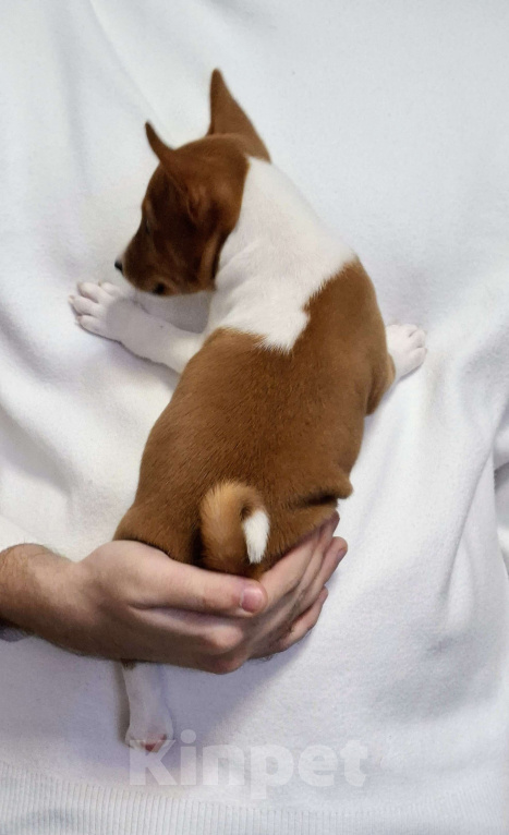 Собаки в Краснокамске: Продажа щенков Мальчик, 60 000 руб. - фото 1