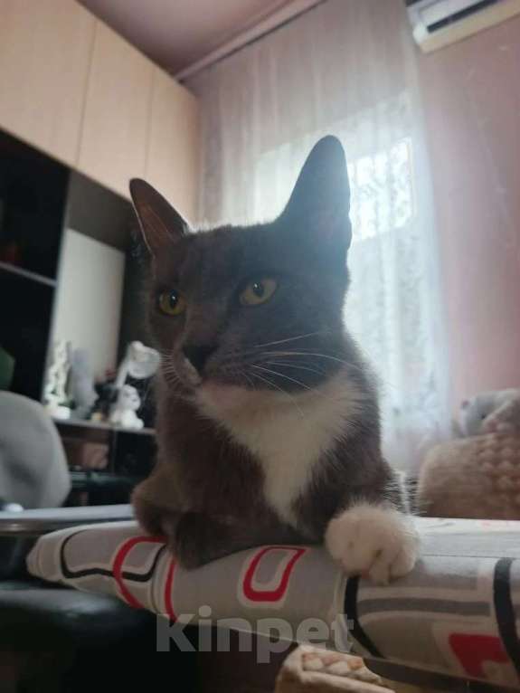 Кошки в Краснодаре: Пушистый котенок Девочка, Бесплатно - фото 5