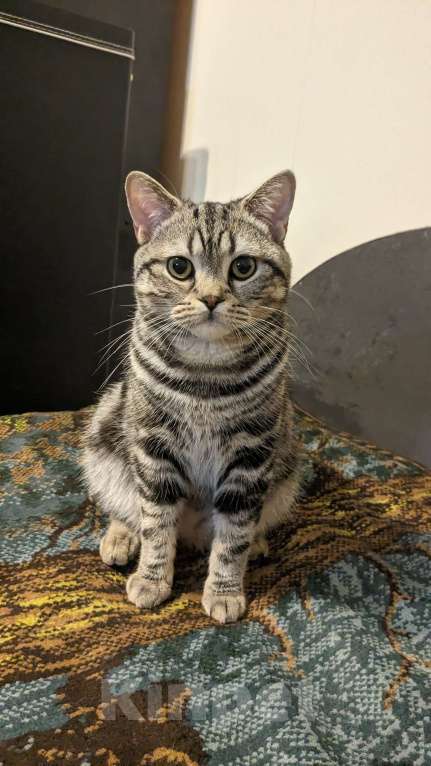 Кошки в Москве: Шотландский мраморный кот на вязку Мальчик, 3 000 руб. - фото 7