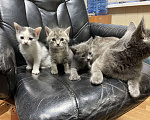 Кошки в Щелково: Русские голубые котята отдам даром  Мальчик, Бесплатно - фото 10