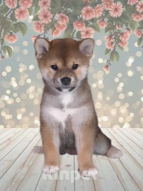Собаки в Москве: Щенок сиба Девочка, Бесплатно - фото 2