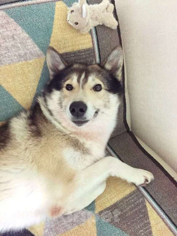 Собаки в Москве: классный парень лайка в добрые руки Мальчик, Бесплатно - фото 2