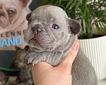 Собаки в Москве: Французский бульдог Мальчик, 110 000 руб. - фото 1