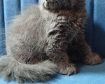 Кошки в Санкт-Петербурге: Шотландская голубая вислоухая девочка Девочка, 25 000 руб. - фото 2