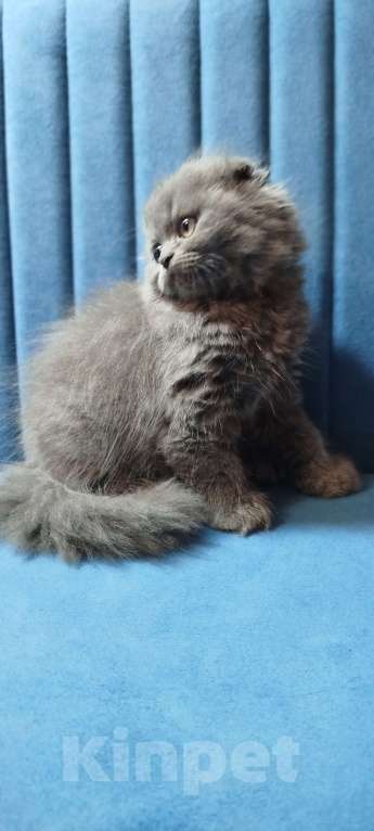 Кошки в Санкт-Петербурге: Шотландская голубая вислоухая девочка Девочка, 25 000 руб. - фото 2