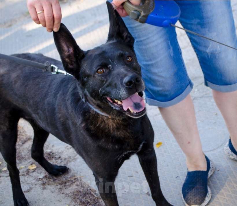 Собаки в Москве: Собаку вынуждены держать в клетке Мальчик, 10 руб. - фото 3