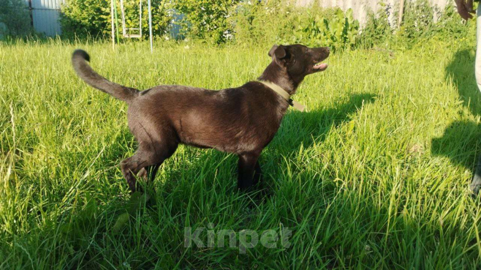 Собаки в Ижевске: Умница, красавица ищет достойного хозяина Девочка, 1 000 руб. - фото 4