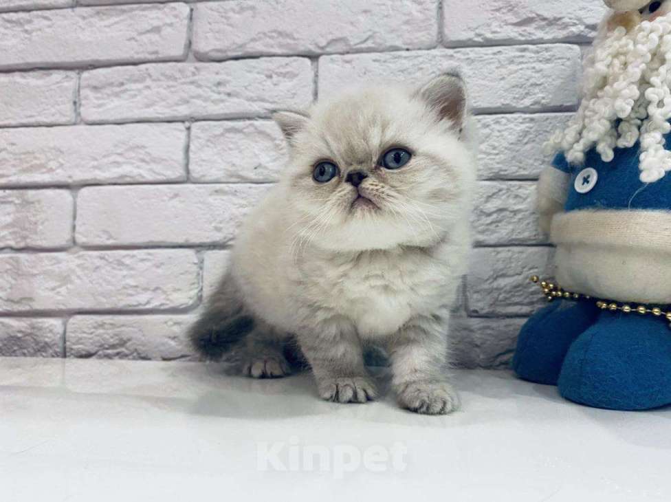 Кошки в Болхове: Супер Экзот Блю-пойнт, 25 000 руб. - фото 1
