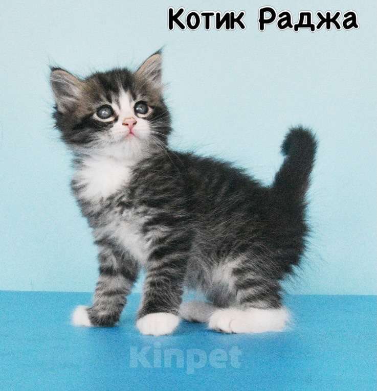 Кошки в Москве: Сибирские котята Мальчик, Бесплатно - фото 2