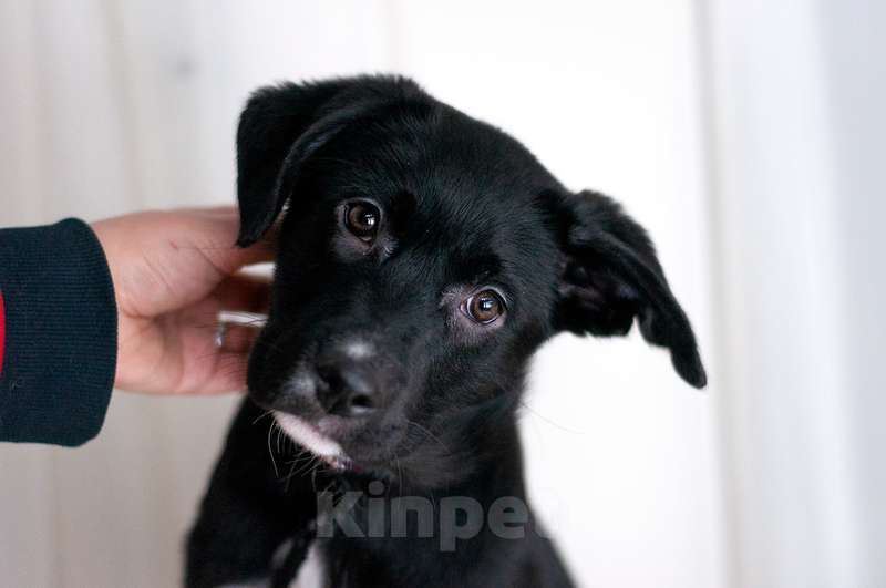 Собаки в Москве: Голубоглазые щенки от мамы лабрадора в добрые руки Девочка, Бесплатно - фото 5