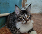 Кошки в Москве: котята мейн кун  Мальчик, 5 000 руб. - фото 1