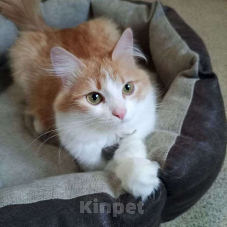 Кошки в Выборге: Молоденькая кошка Молли в добрые руки Девочка, Бесплатно - фото 1