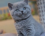 Кошки в Санкт-Петербурге: Британские котята голубого окраса  Мальчик, 30 000 руб. - фото 1