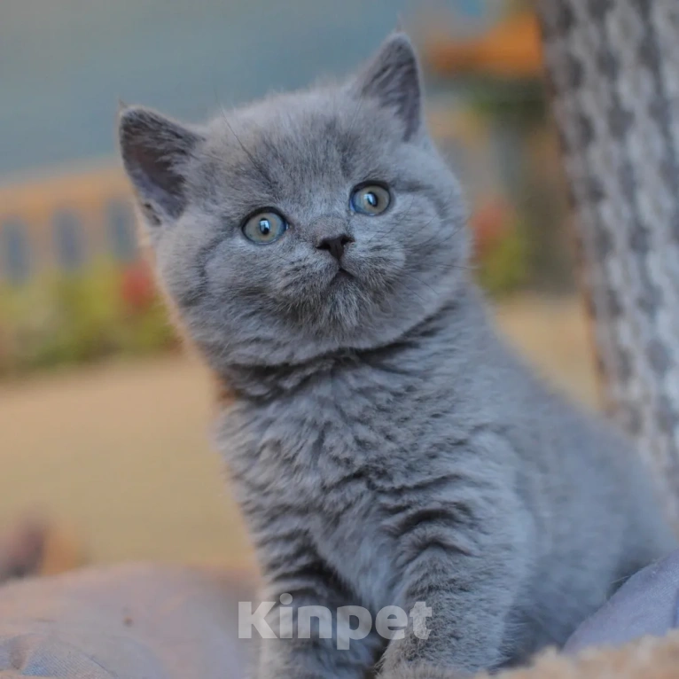 Кошки в Санкт-Петербурге: Британские котята голубого окраса  Мальчик, 30 000 руб. - фото 1