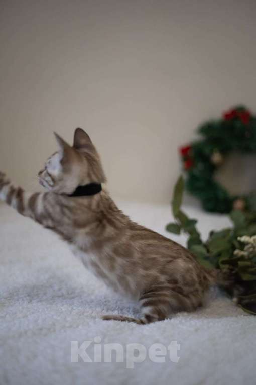 Кошки в Нижнекамске: Атлас Мальчик, Бесплатно - фото 7