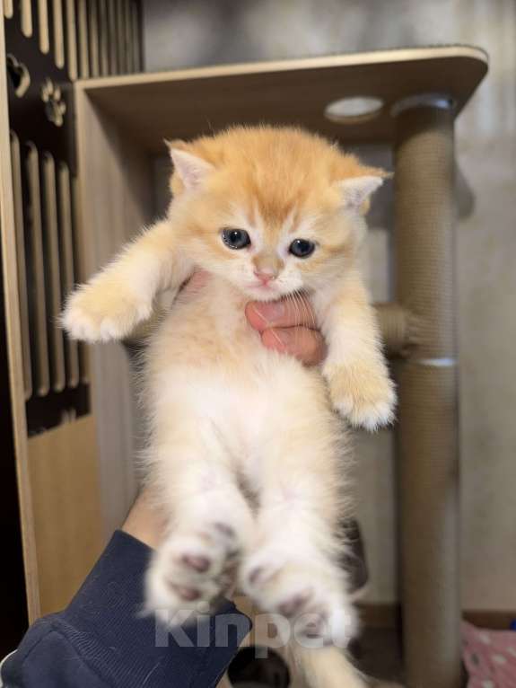 Кошки в Видном: Шотландский кот Мальчик, 70 000 руб. - фото 5