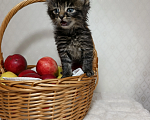 Кошки в Санкт-Петербурге: Кузя котенок Мальчик, Бесплатно - фото 4