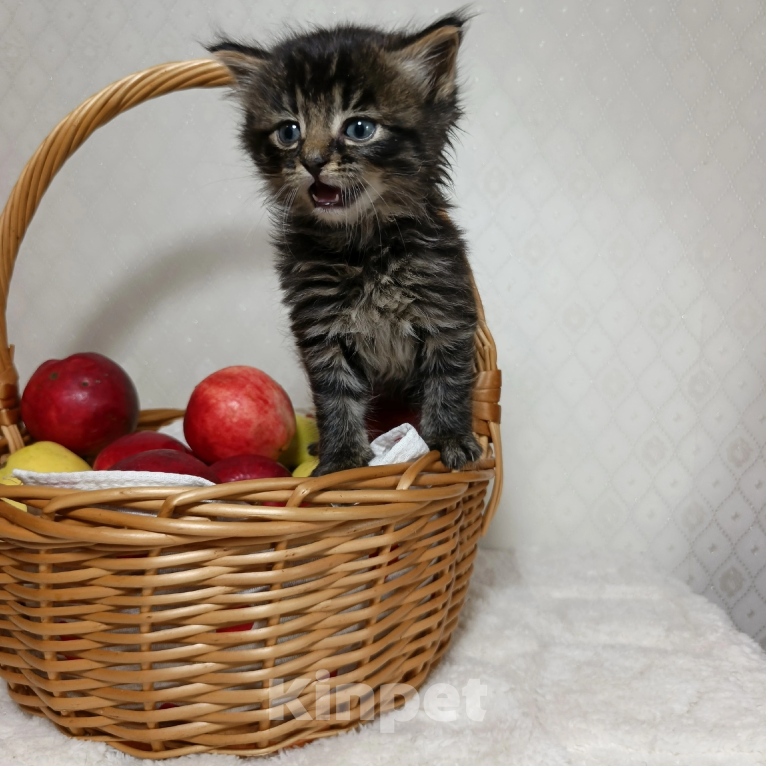 Кошки в Санкт-Петербурге: Кузя котенок Мальчик, Бесплатно - фото 4