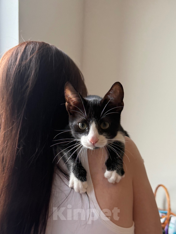 Кошки в Москве: Котенок в добрые руки Мальчик, Бесплатно - фото 3