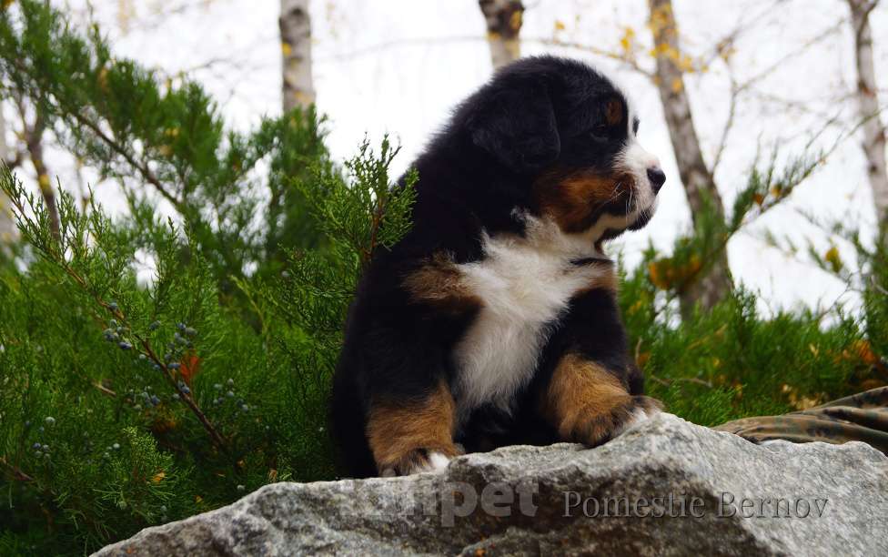 Собаки в Москве: Высокопородные щенки бернского зенненхунда из питомника Мальчик, Бесплатно - фото 2