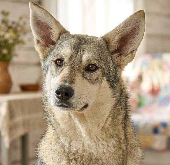 Собаки в Москве: Щенок в добрые руки Девочка, Бесплатно - фото 2