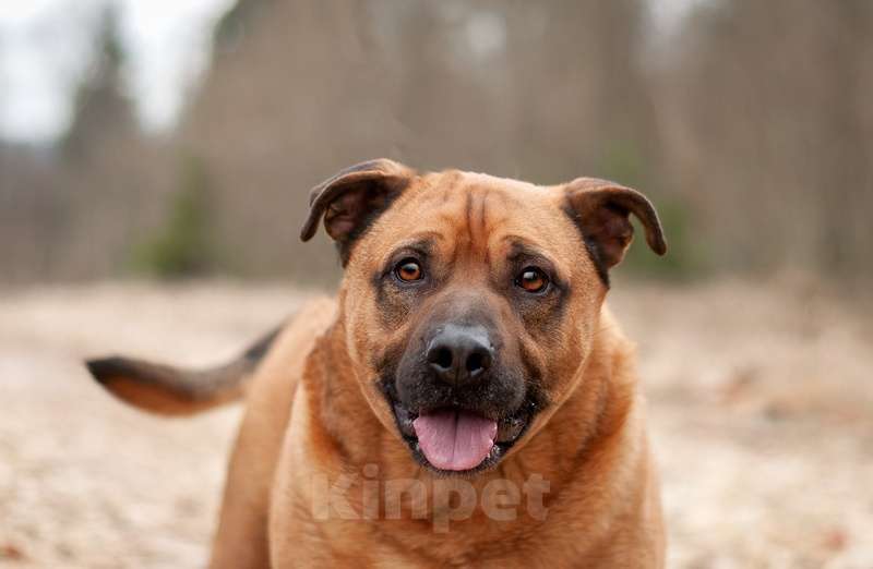 Собаки в Москве: Ка-де-бо Мило в добрые руки Мальчик, Бесплатно - фото 4