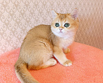 Кошки в Санкт-Петербурге: Золотая британская кошечка Девочка, 35 000 руб. - фото 5