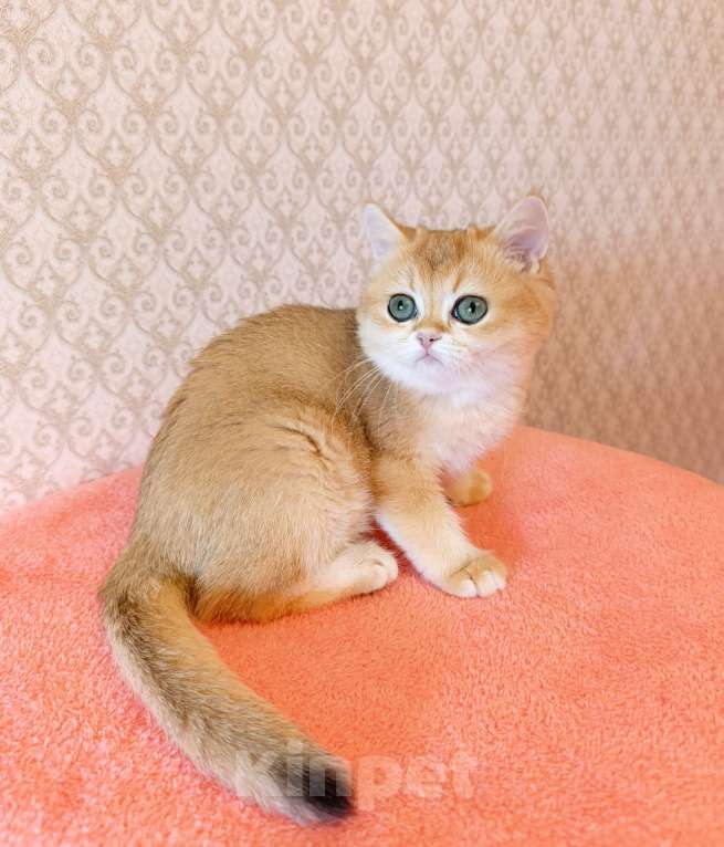 Кошки в Санкт-Петербурге: Золотая британская кошечка Девочка, 35 000 руб. - фото 5
