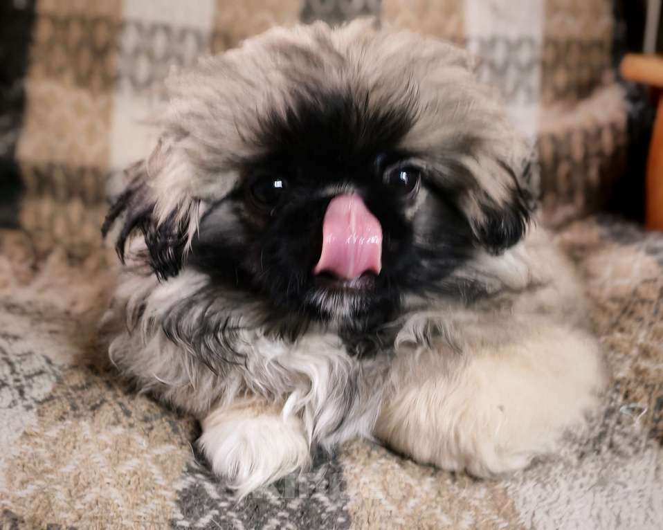 Собаки в Кургане: Щенок пекинеса Мальчик, 18 000 руб. - фото 1