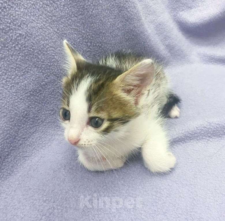 Кошки в Москве: Маленький котенок Зефир мечтает о доме  Мальчик, Бесплатно - фото 5