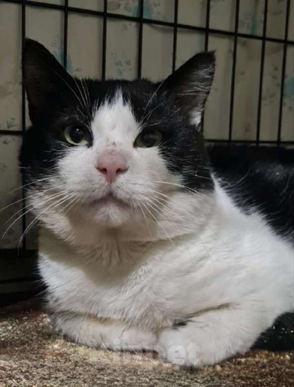 Кошки в Санкт-Петербурге: Пират ждет своего Человека Мальчик, Бесплатно - фото 3