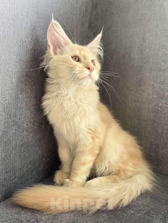 Кошки в Омске: Котята Мейн Кун с документами Мальчик, 35 000 руб. - фото 5