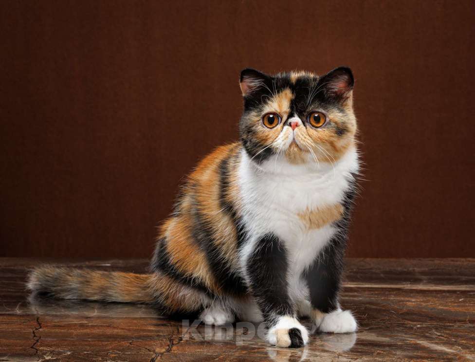 Кошки в Новосибирске: Экзотическая короткошерстная девочка Девочка, 35 000 руб. - фото 3