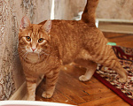 Кошки в Москве: Рыжий котик Лео в добрые руки Мальчик, 100 руб. - фото 3