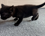 Кошки в Батайске: Котята в добрые руки Мальчик, Бесплатно - фото 3