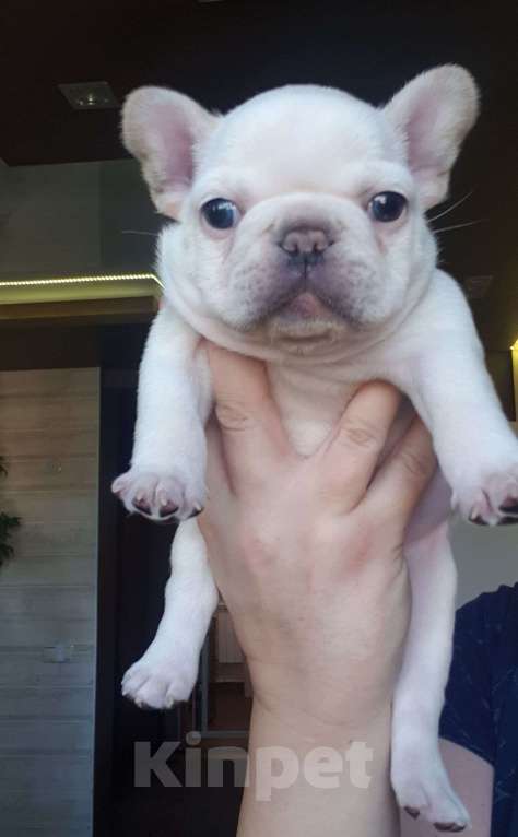 Собаки в Москве: Мальчик голубой под кремом. Мальчик, 60 000 руб. - фото 2