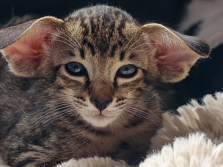 Ориентальный котёнок