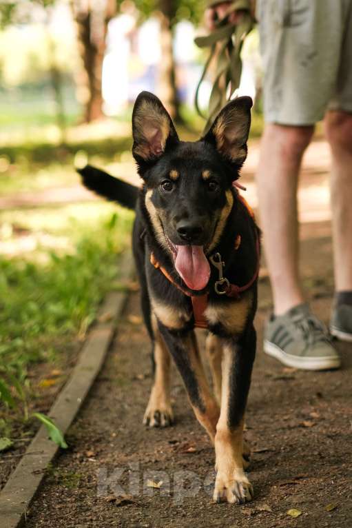 Собаки в Санкт-Петербурге: Весëлый Скаут из приюта в добрые руки Мальчик, Бесплатно - фото 8