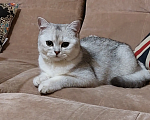 Кошки в Москве: Продам Шотландских вислоухих котят Девочка, 12 000 руб. - фото 10