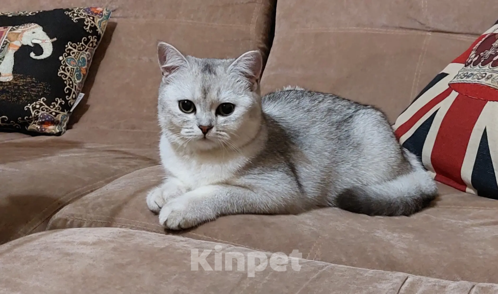 Кошки в Москве: Продам Шотландских вислоухих котят Девочка, 12 000 руб. - фото 10